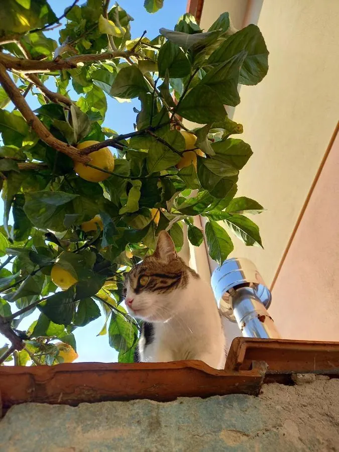 Bilocale Climatizzato A 850M Dalla Spiaggia Casa Katia 马里纳迪马萨